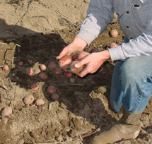 Locally grown potatoes